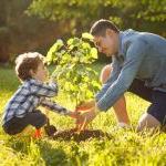 一个小男孩和他的爸爸在植树.